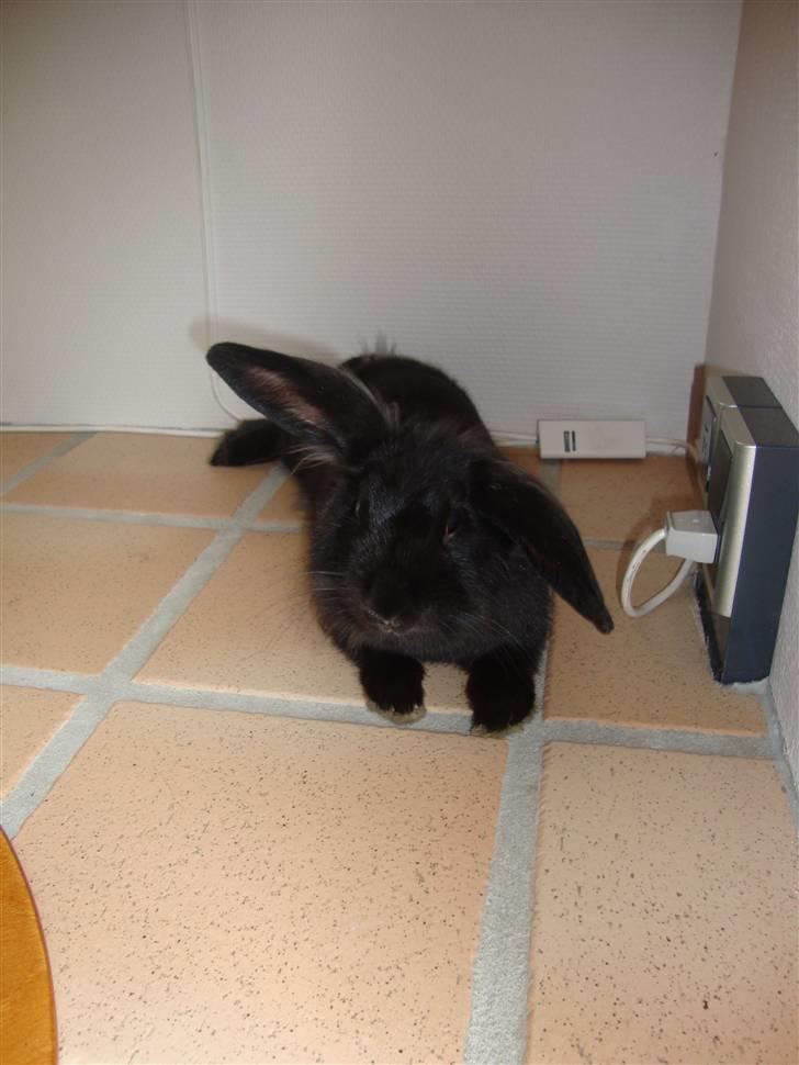 Kanin Mille billede 5