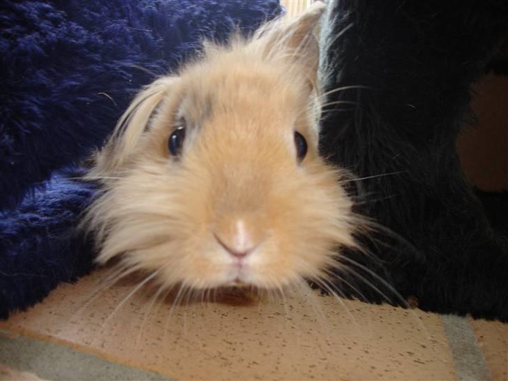 Kanin Dublo billede 1