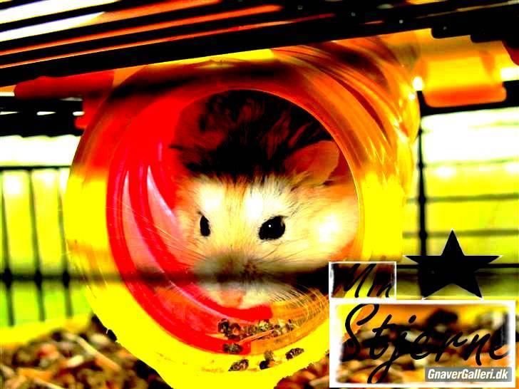 Dværghamster † Stjerne † <3 - Velkommen til:D (tusind tak for billede;)) billede 1