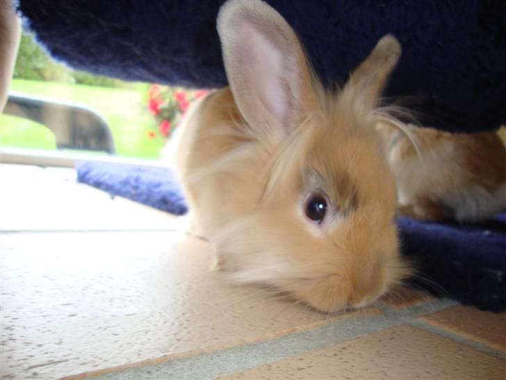 Kanin Dublo billede 6