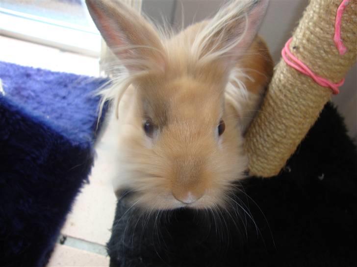 Kanin Dublo billede 7