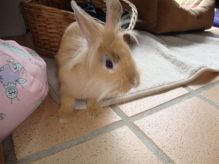 Kanin Dublo billede 8