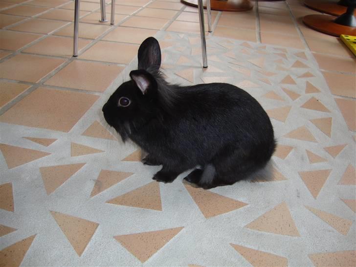 Kanin Molly billede 1