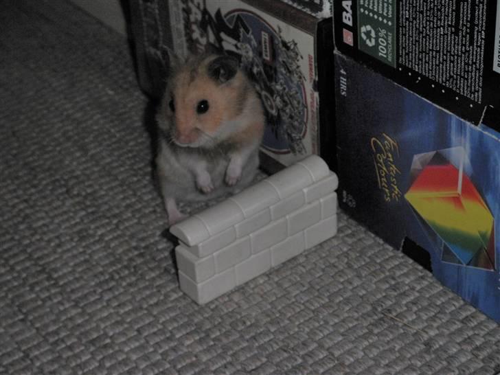 Hamster Balou - R.I.P † - Nr. 18 | Savner dig min dreng ! billede 18