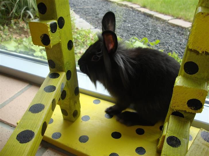 Kanin Molly billede 2