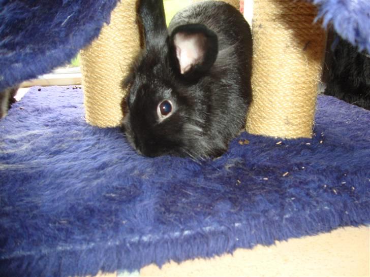 Kanin Molly billede 3