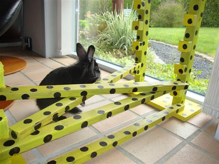 Kanin Molly billede 4