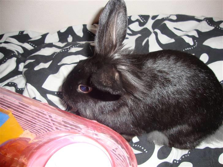 Kanin Molly billede 5