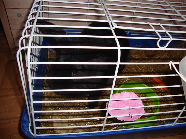 Kanin Molly billede 6