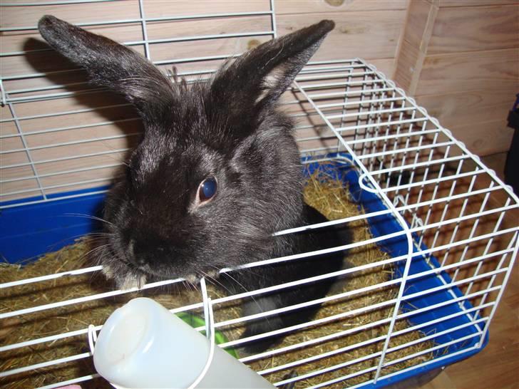 Kanin Molly billede 7