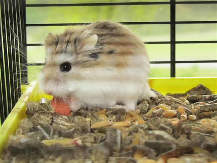 Dværghamster † Stjerne † <3 - hmmmm mad:) billede 3