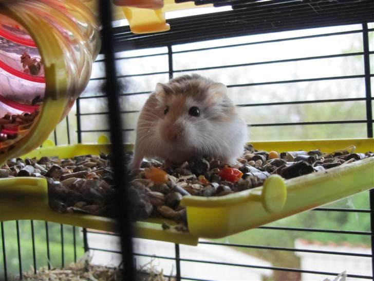 Dværghamster † Stjerne † <3 - hej:) billede 5