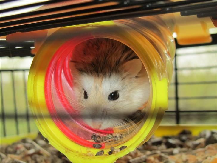 Dværghamster † Stjerne † <3 - Farvel nu kravler jeg ind i mit rør igen:) billede 6