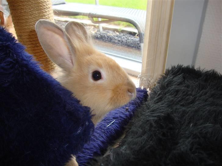 Kanin Butter billede 1