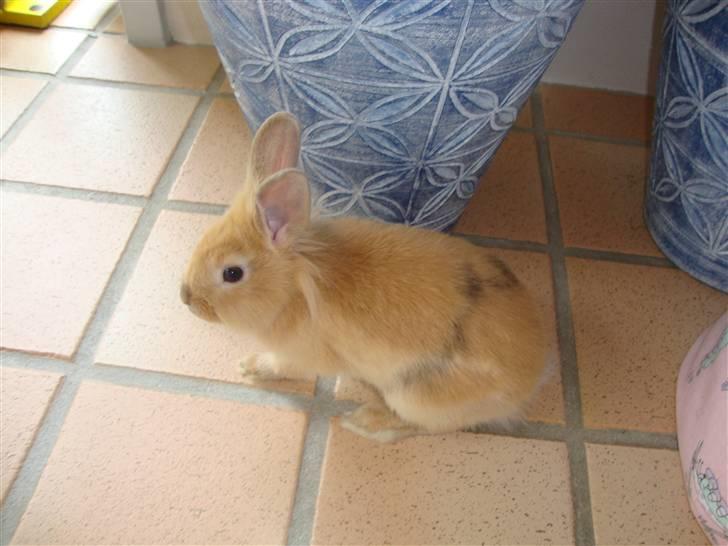 Kanin Butter billede 2