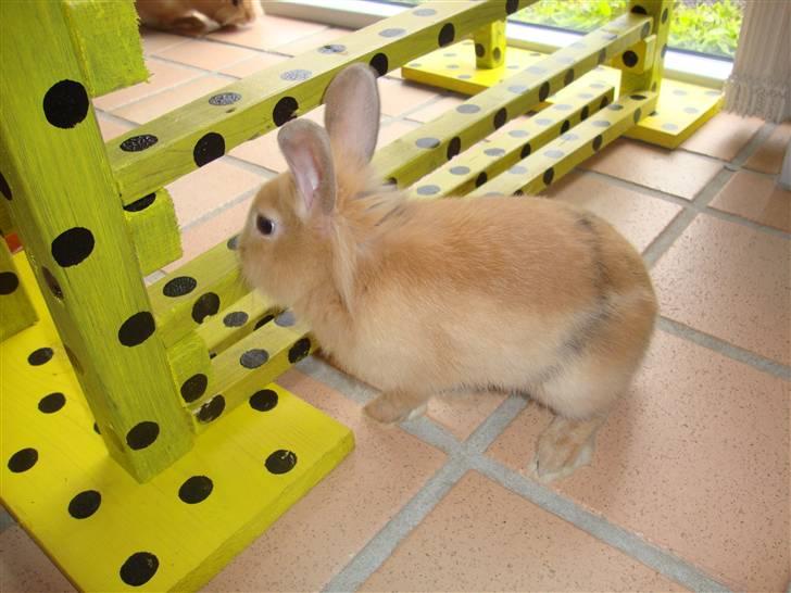 Kanin Butter billede 3