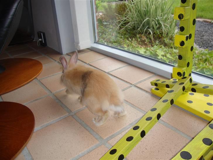 Kanin Butter billede 4