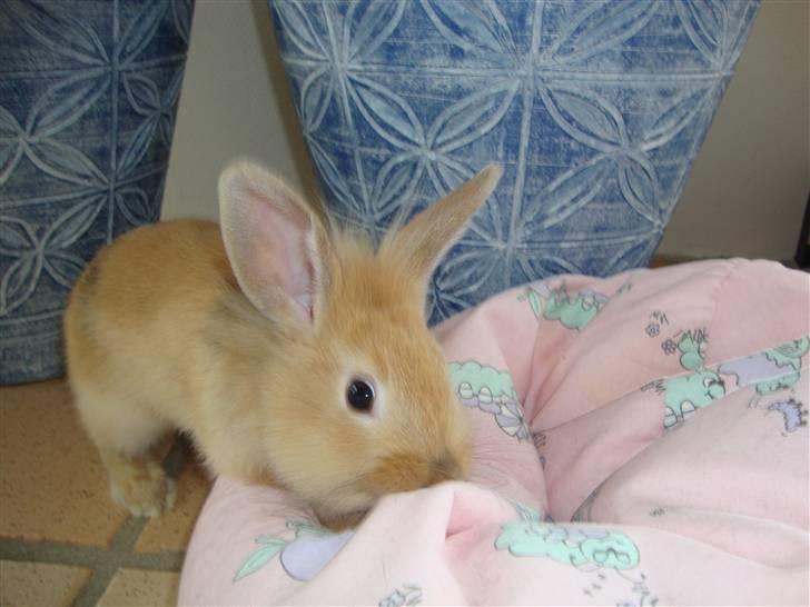 Kanin Butter billede 5