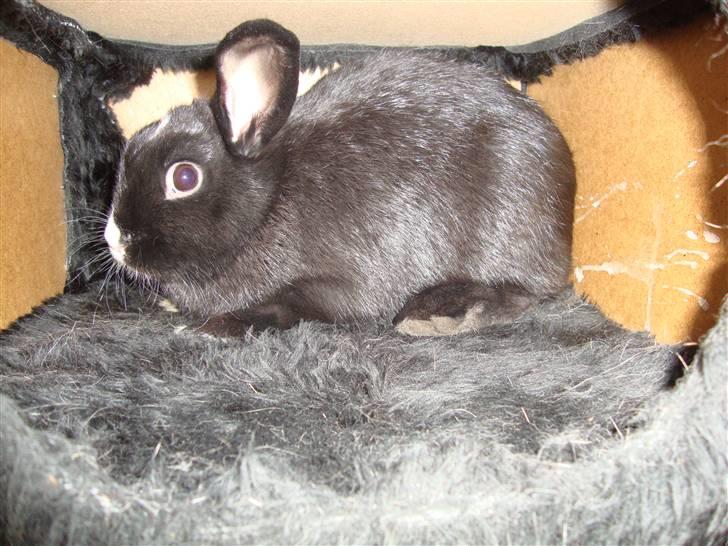 Kanin Silke billede 1