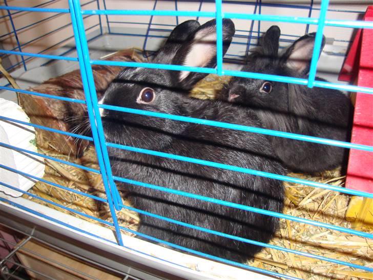 Kanin Silke billede 2