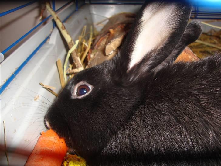 Kanin Silke billede 3