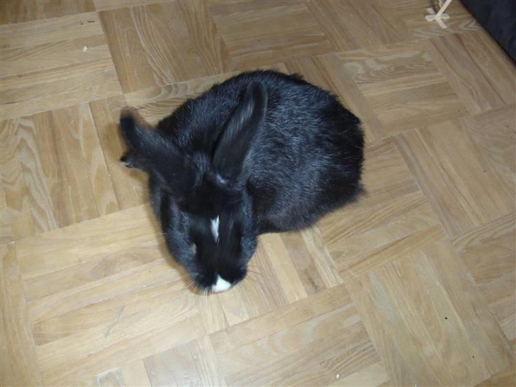 Kanin Silke billede 4