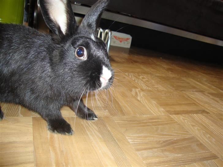 Kanin Silke billede 5