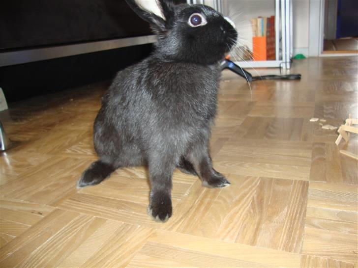 Kanin Silke billede 6