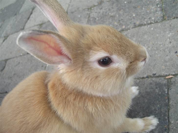 Kanin Wimse billede 6