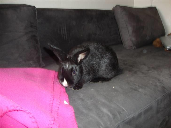 Kanin Silke billede 7