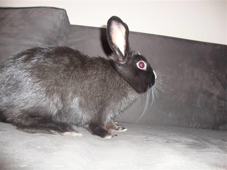 Kanin Silke billede 8