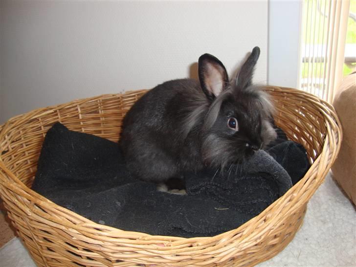 Kanin Biscuits billede 1