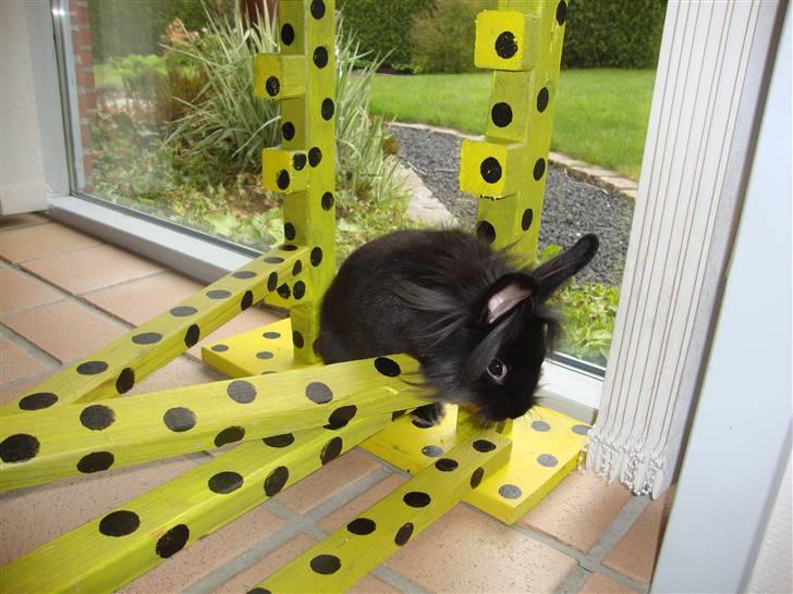 Kanin Biscuits billede 2