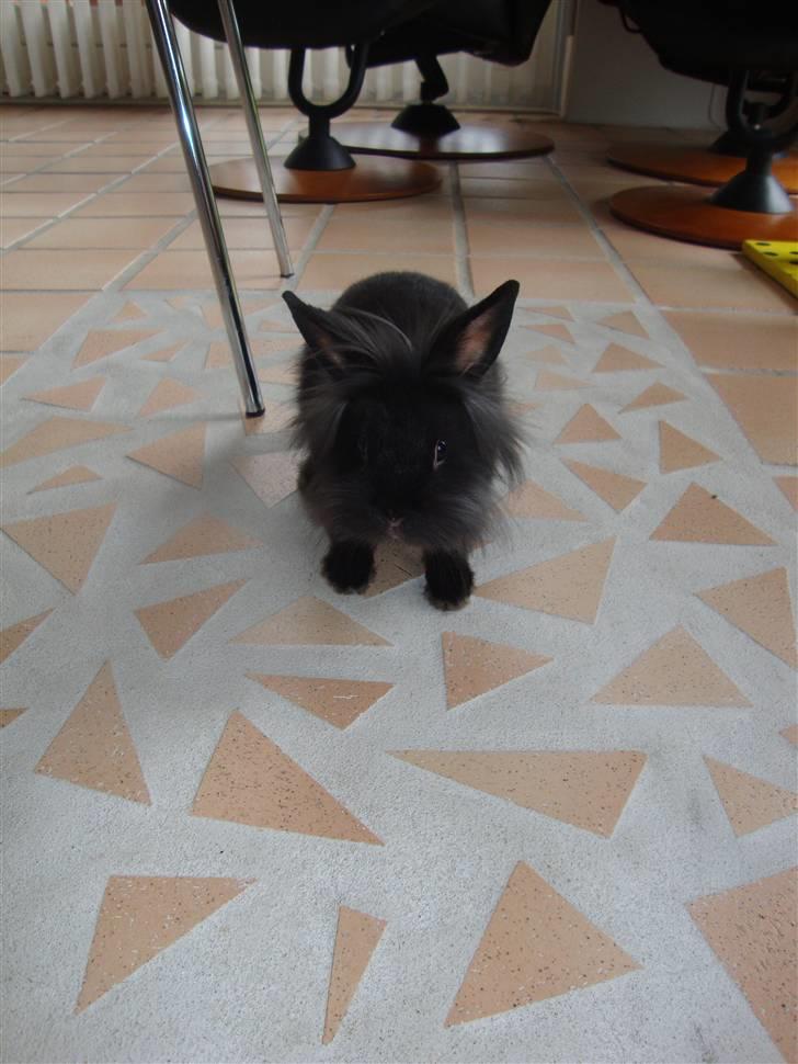 Kanin Biscuits billede 3