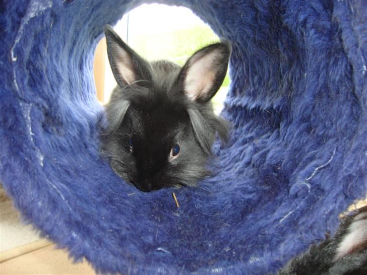 Kanin Biscuits billede 4