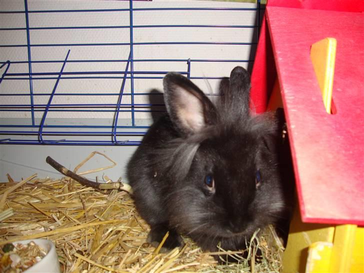 Kanin Biscuits billede 5