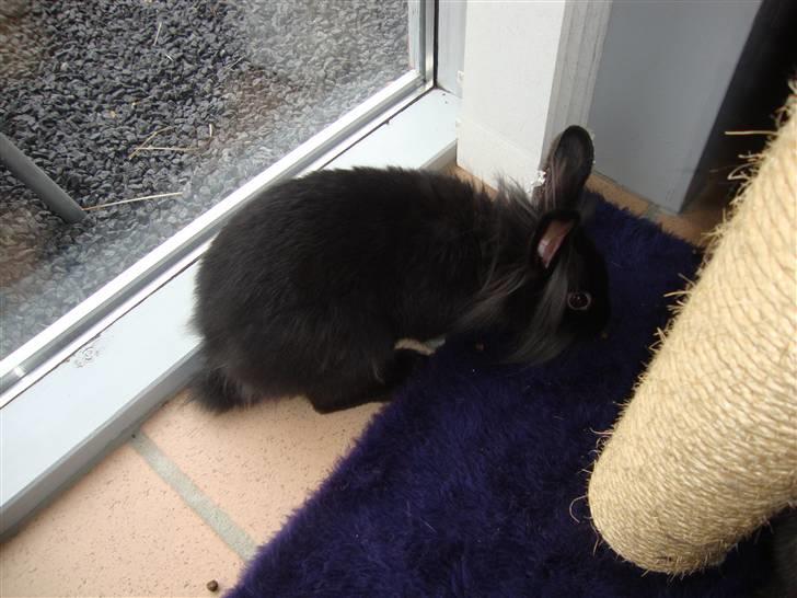 Kanin Biscuits billede 6