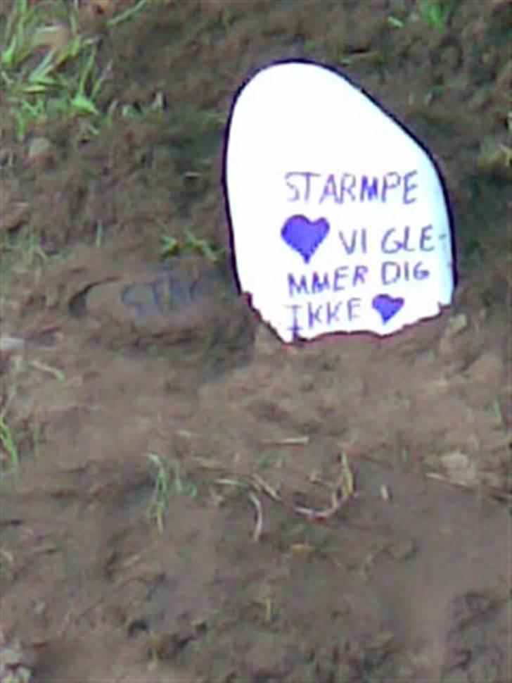 Kanin † Stampe † <3 - Venskabet slutter ved Stambes grav farvel min dreng jeg savner dig ufatteligt meget;´´´( billede 8