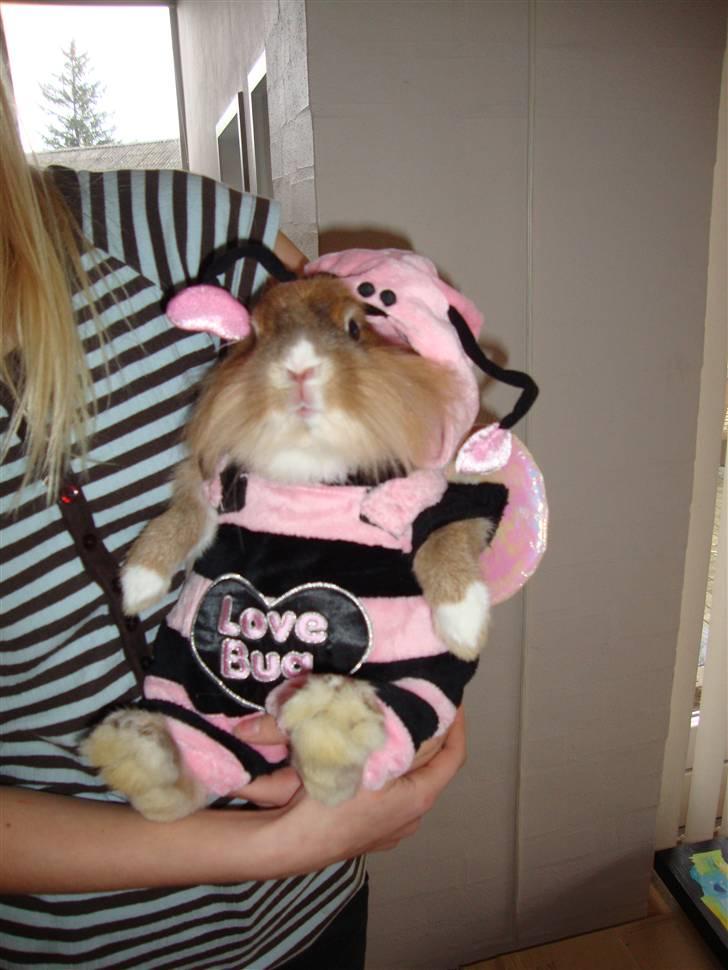 Kanin Lego billede 1