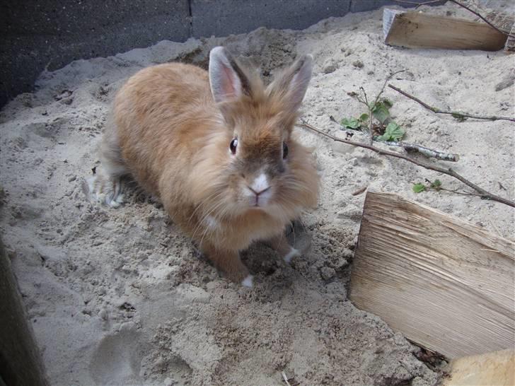 Kanin Lego billede 2