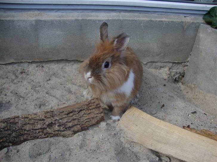 Kanin Lego billede 3