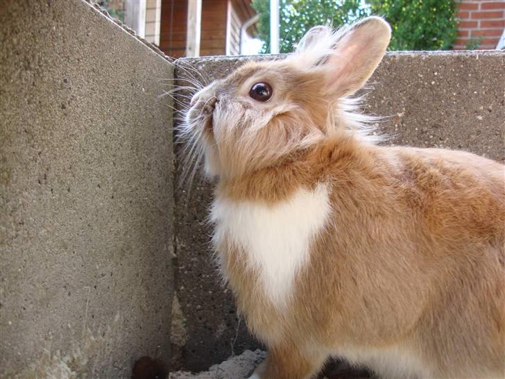 Kanin Lego billede 4