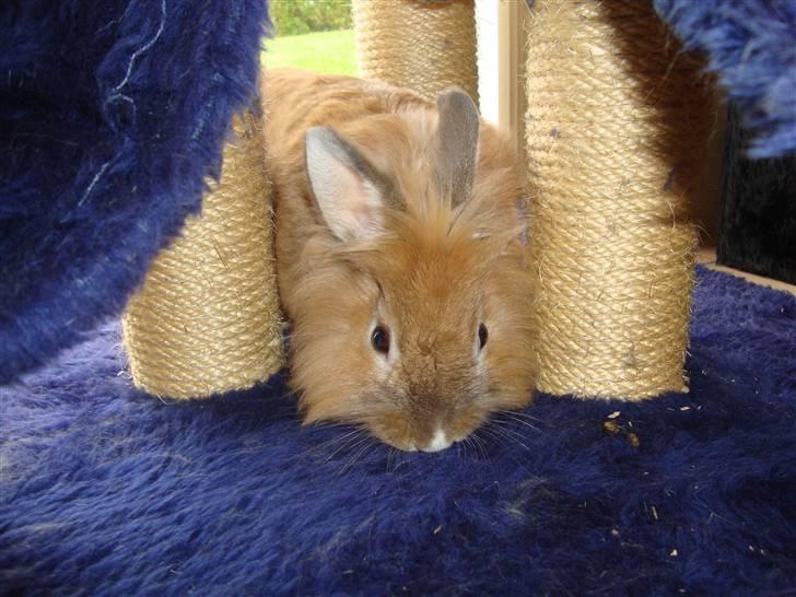 Kanin Lego billede 5