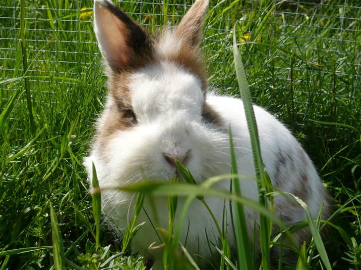 Kanin Fru. Kanin R.I.P <3 - Ser jeg ikke bedårende ud?? billede 5