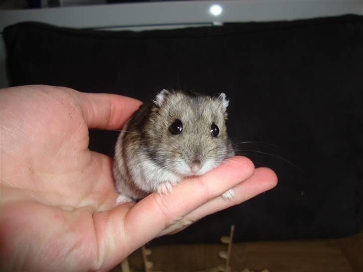 Dværghamster Spidi billede 1