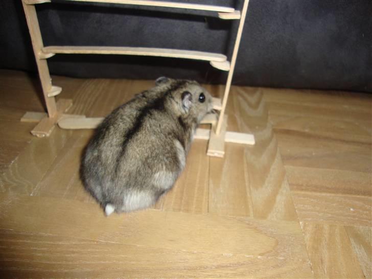 Dværghamster Spidi billede 2