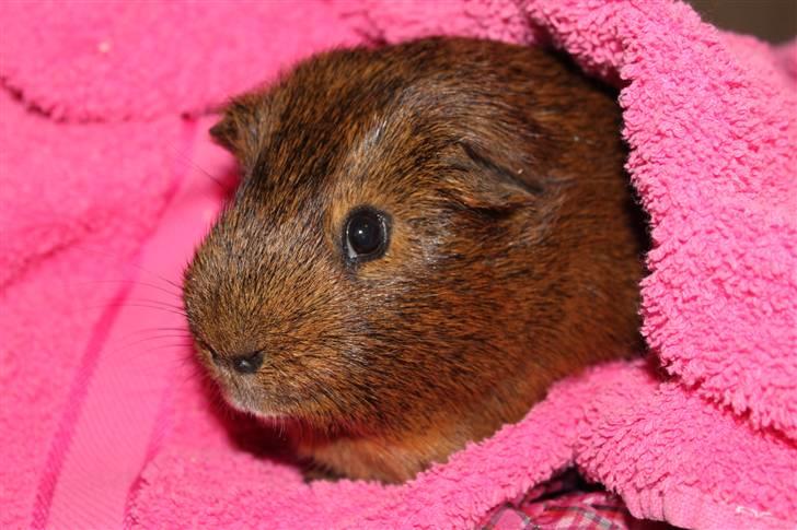 Marsvin Snusen Junior † R.I.P.† - Velkommen til Snusen´s profil! billede 1