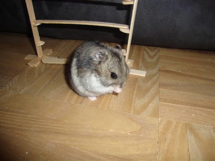 Dværghamster Spidi billede 3