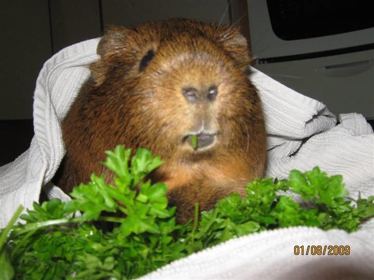 Marsvin Snusen Junior † R.I.P.† - Snusen spiser persille.  billede 2