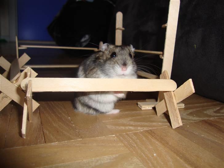 Dværghamster Spidi billede 4